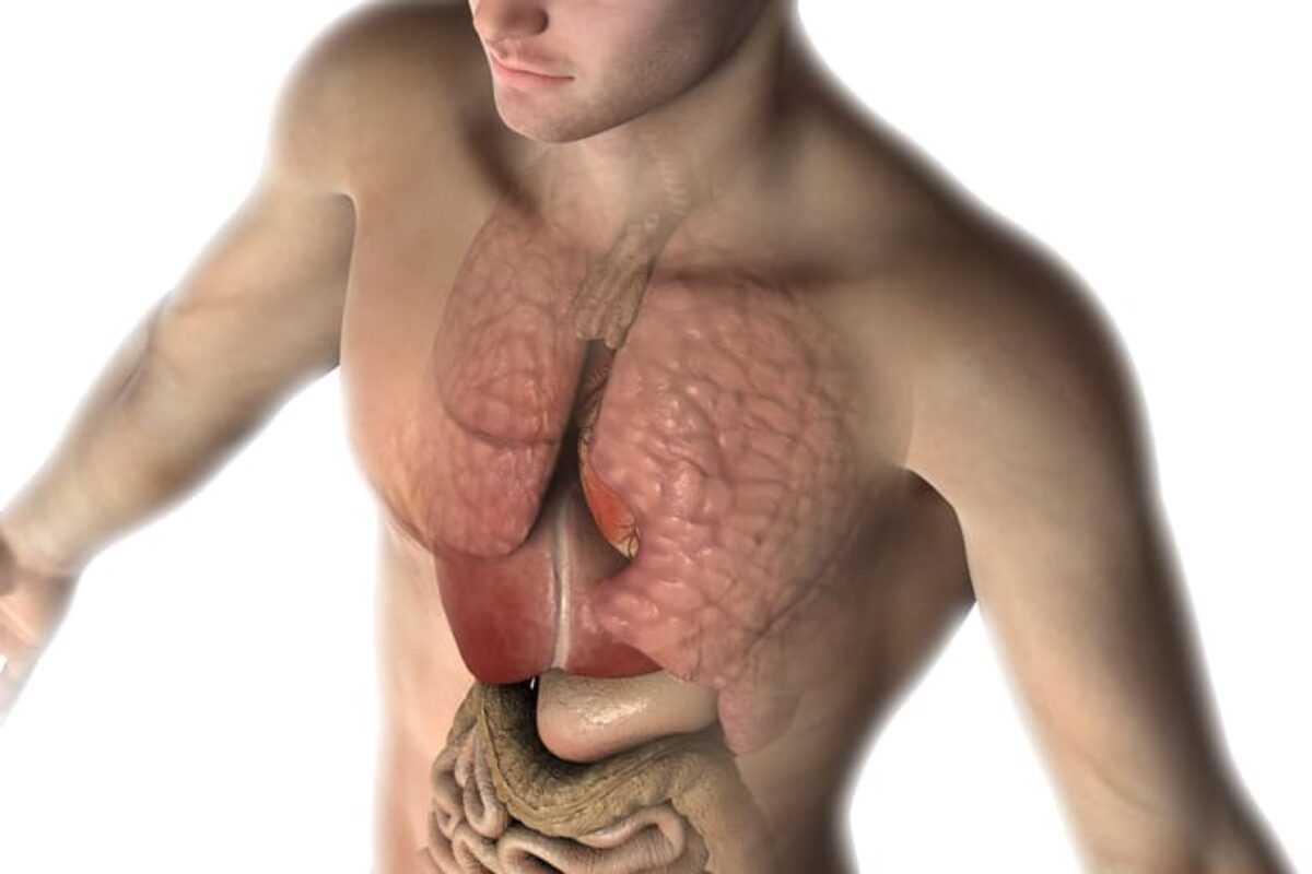 3d-male-figure-with-internal-organs-brain (1)