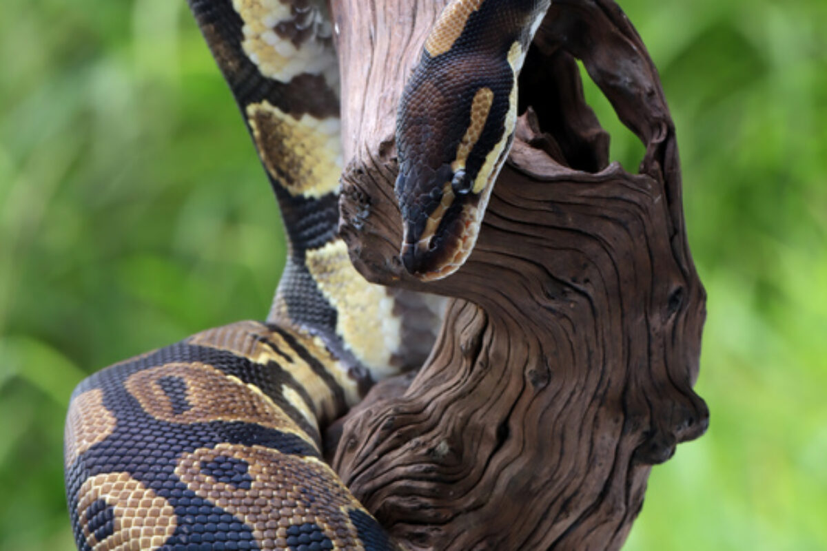 ball-phyton-snake-closeup-head-ball-phyton-snake-closeup-wood