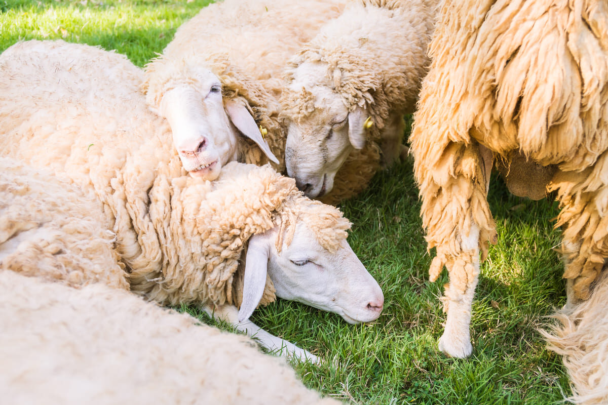 sheep-green-grass