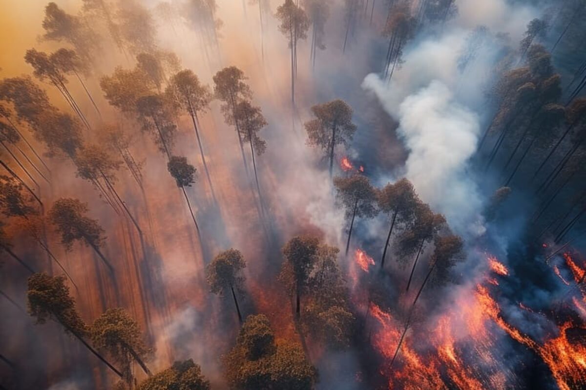 wildfire-its-consequences-nature